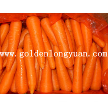 Zanahoria de nueva cosecha fresca de alta calidad